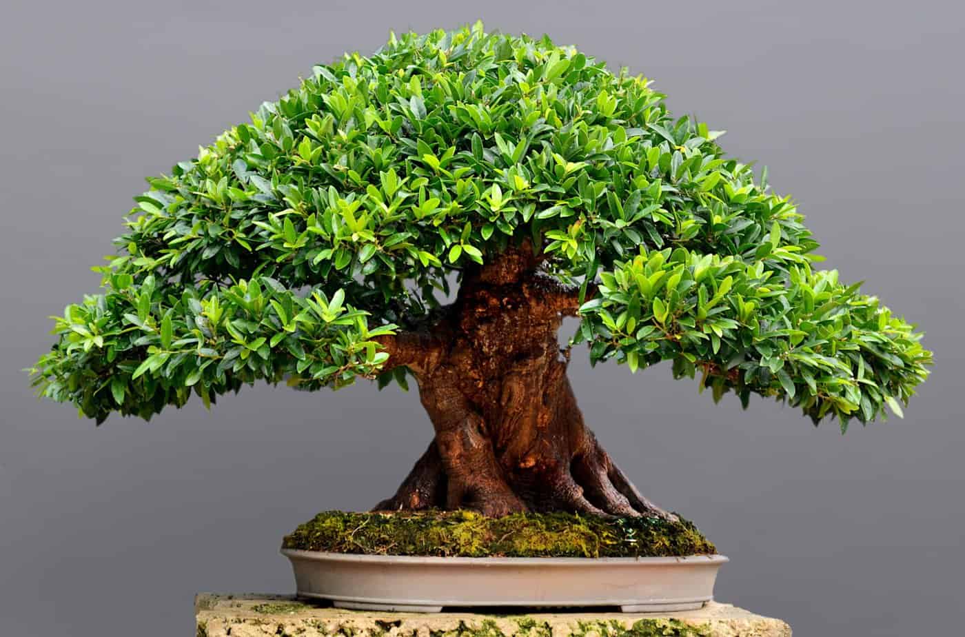 Bonsai Fikus